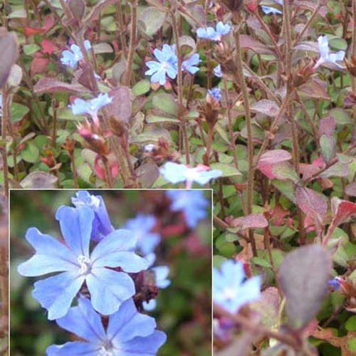 Plumbago de l'Himalaya - Willemse