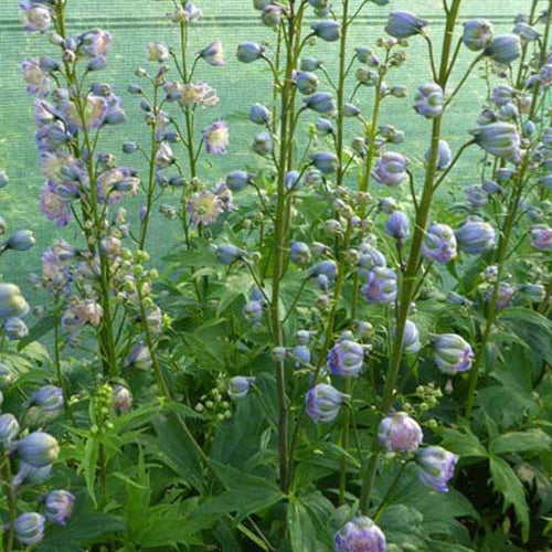 Grand Delphinium Highlander Bolero - Willemse