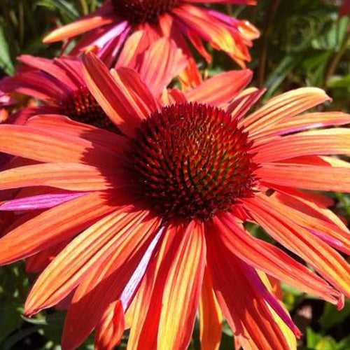 Echinacée Orange Passion - Willemse
