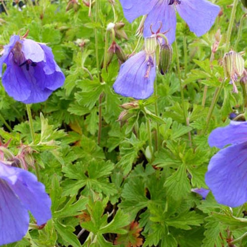 Géranium de l'Himalaya Irish Blue - Willemse