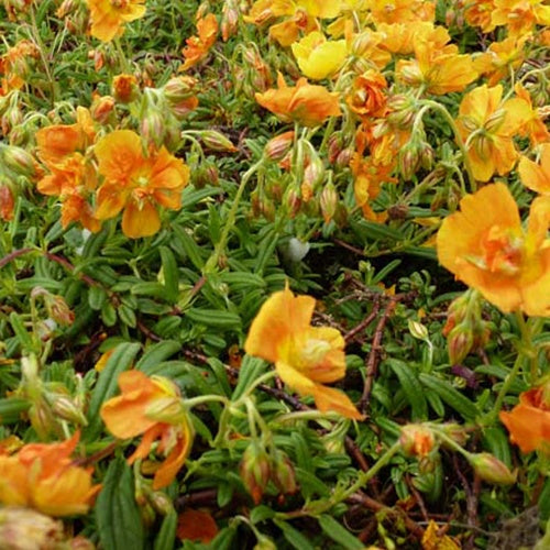 3 Hélianthèmes Orange Double - Willemse
