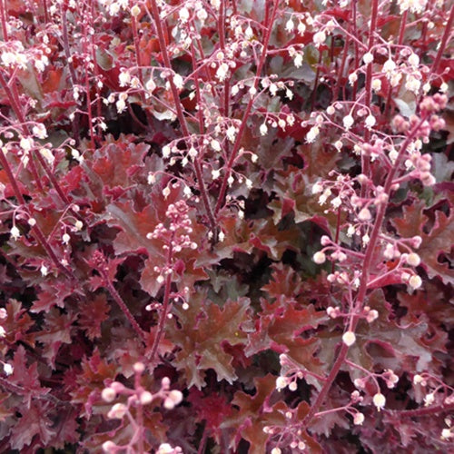 Heuchère Crimson's Curls - Willemse