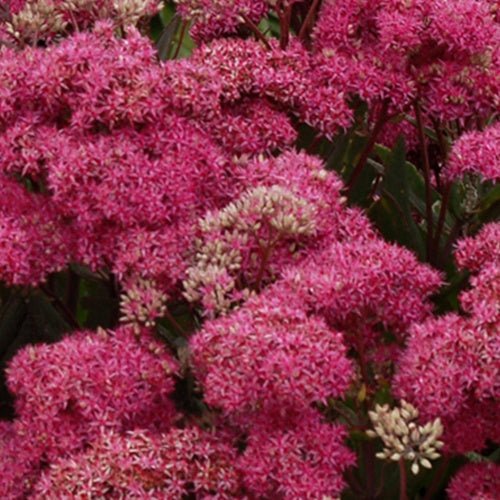 Orpin Mr Goodbud Hylotelephium Mr Goodbud - Willemse