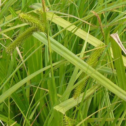 Laîche faux-souchet - Carex pseudocyperus - Plantes