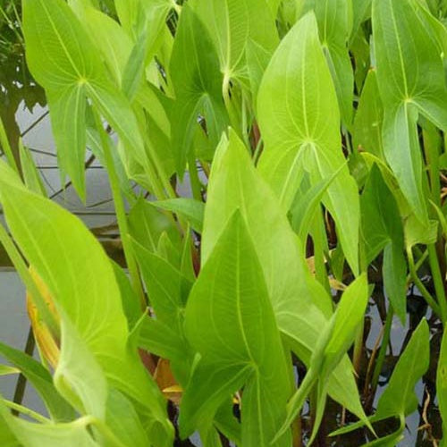 Sagittaire à larges feuilles Sagittaire obtuse Patate d'eau - Sagittaria latifolia - Plantes