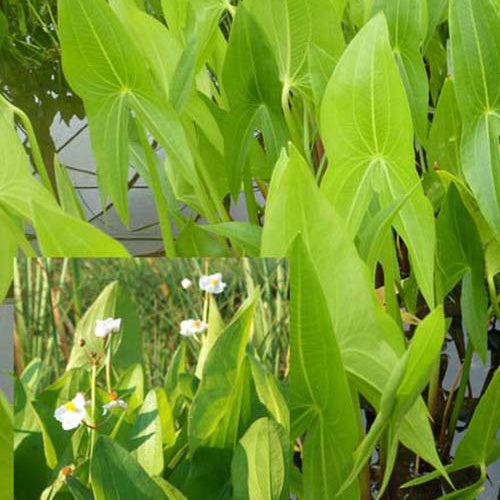 Sagittaire à larges feuilles Sagittaire obtuse Patate d'eau - Sagittaria latifolia - Plantes vivaces
