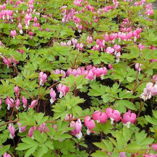 Coeur de Marie - Dicentra spectabilis - Willemse