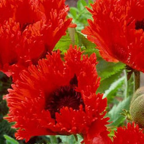 Pavot d'Orient Turkenlouis - Papaver orientale türkenlouis - Willemse