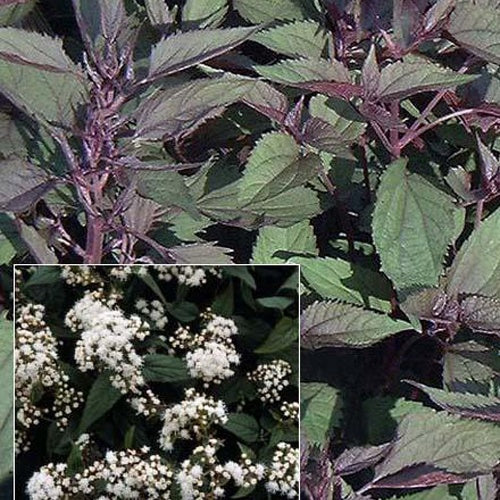 Eupatoire à feuilles molles Chocolate - Willemse