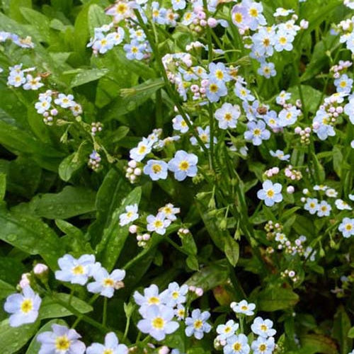 Plantes de berges - Myosotis des marais - Myosotis palustris