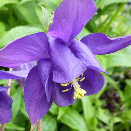 3 Ancolies des jardins Granny's Bonnets en mélange - Aquilegia vulgaris