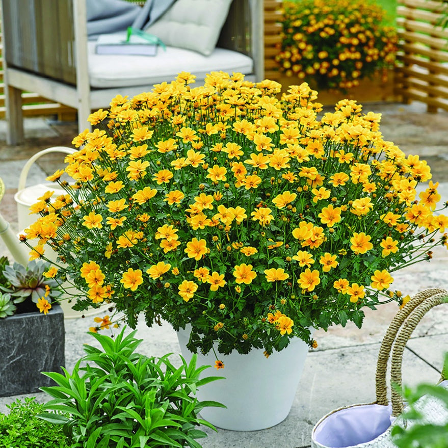 3 Bidens à feuilles de férule - Bidens ferulifolia - Willemse