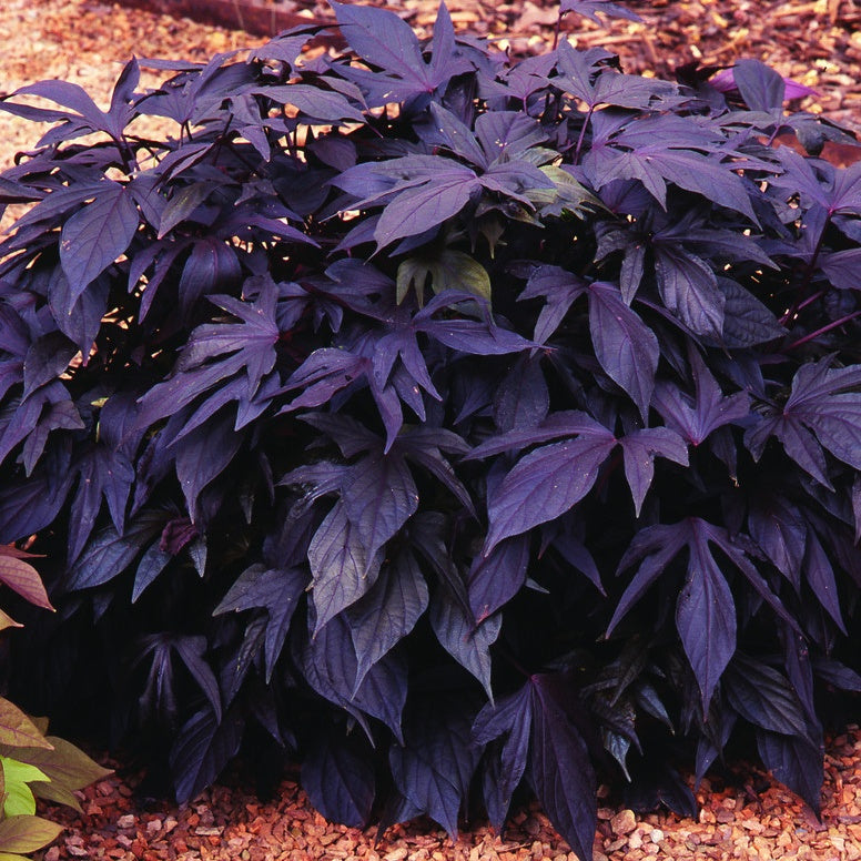 3 Ipomées Sweet Caroline Purple - Ipomoea batatas 'sweet caroline purple' - Willemse