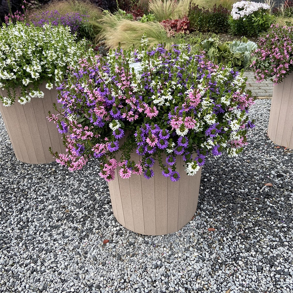 3 Scaevola rose, bleu, blanc en mélange - Willemse