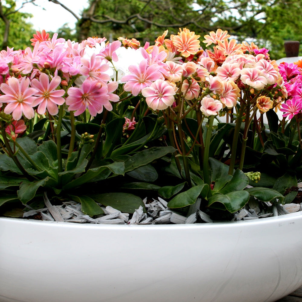 3 Lewisia Elise en mélange - Lewisia cotyledon elise - Willemse