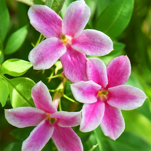Jasminum x stephanense Starry Summer Scent - Jasmin Starry Summer Scent - Jasmins