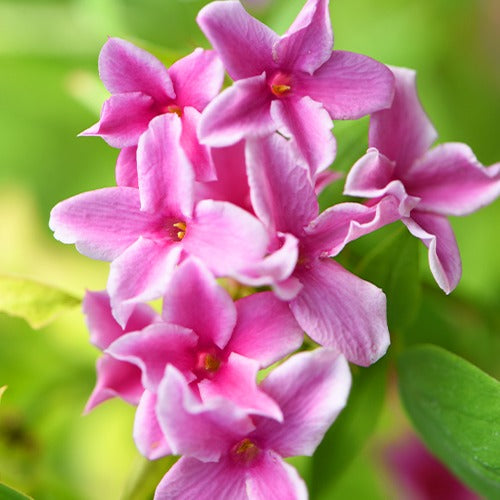 Jasmins - Jasmin Starry Summer Scent - Jasminum x stephanense Starry Summer Scent