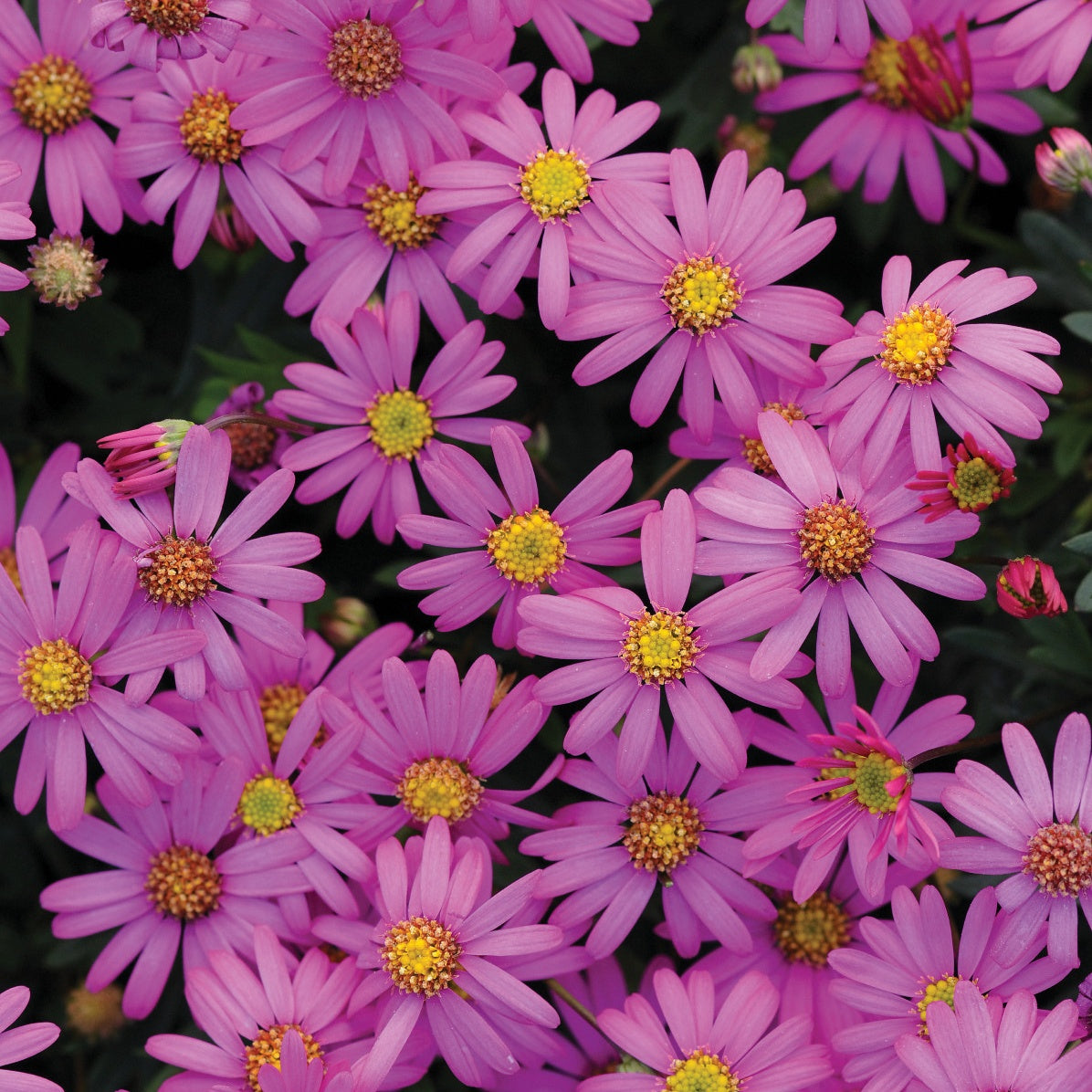 3 Brachyscomes Magenta - Plantes