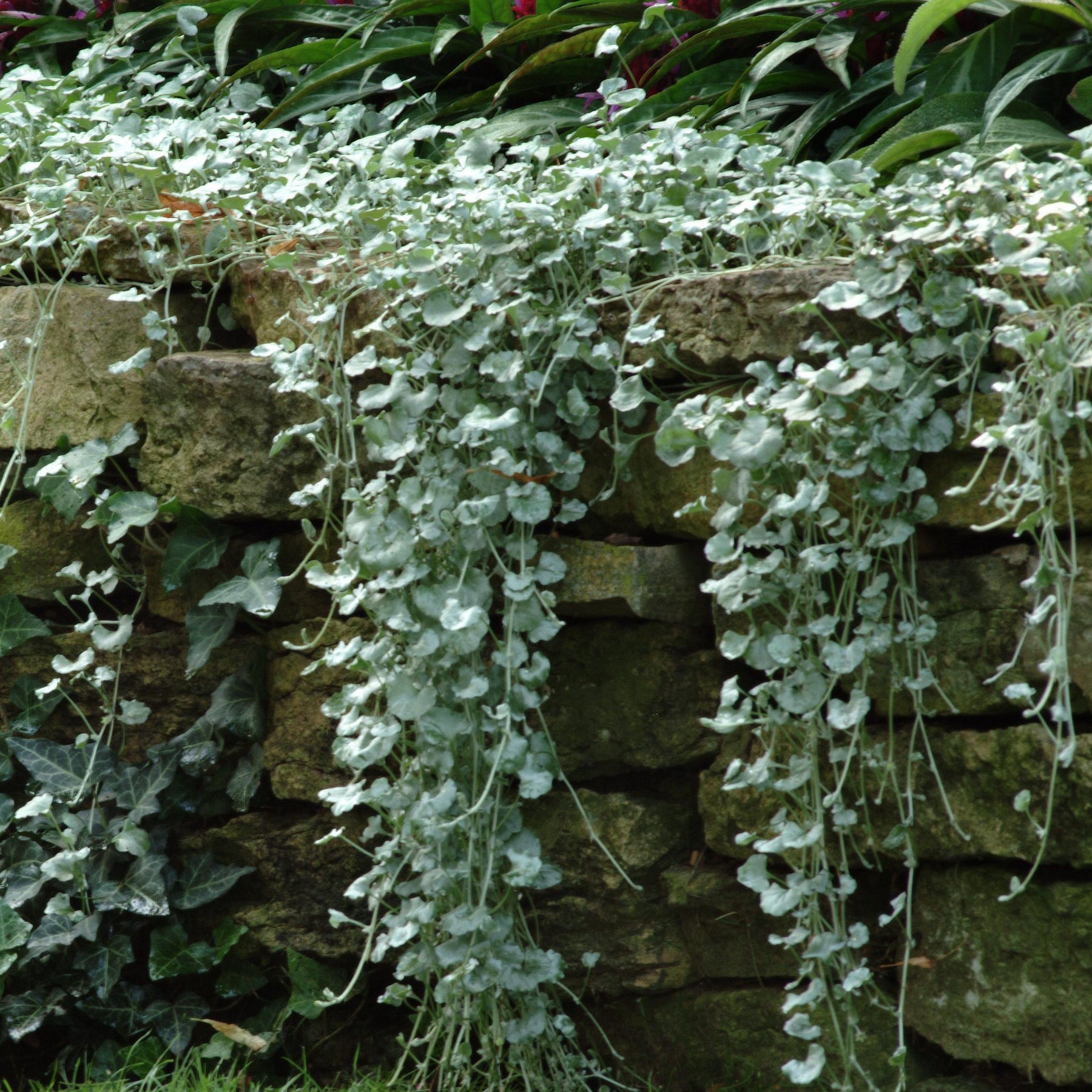 Dichondra argentea Silver Falls - 3 Dichondras rampants Silver Falls - Balcon et terrasse