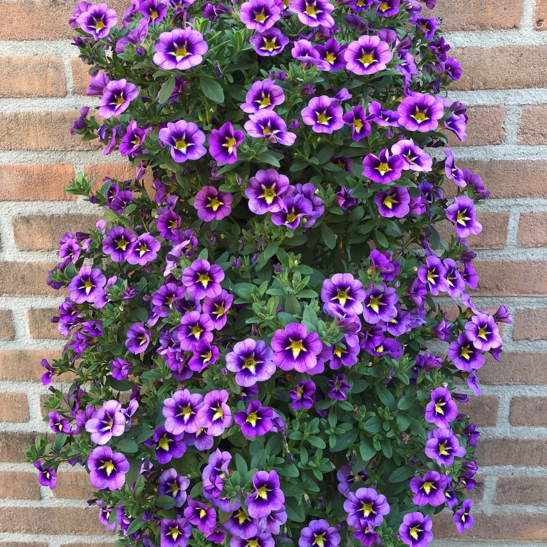 Pétunias - 3 Mini-pétunias Bumble Bee - Calibrachoa Cabaret® Bumble Bee