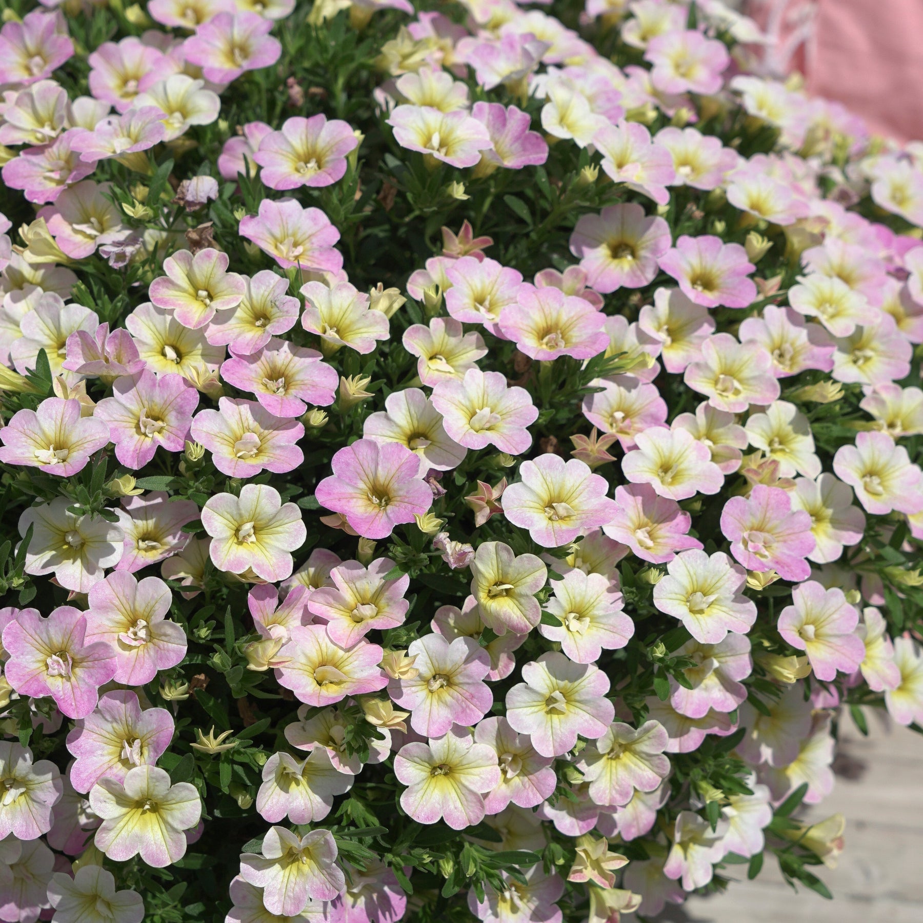 3 Mini-pétunias doubles pastel - Willemse