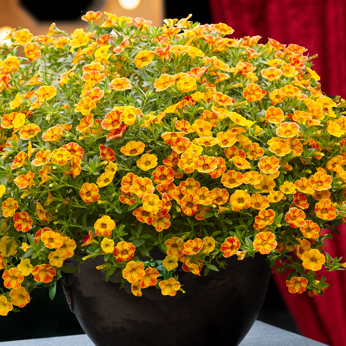 3 Mini-pétunias jaunes/rouges - Calibrachoa Diva Orange - Willemse