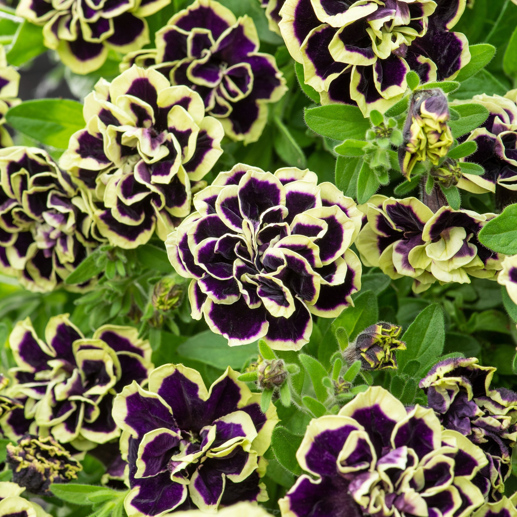 3 Pétunias fleur double noir/jaune - Willemse