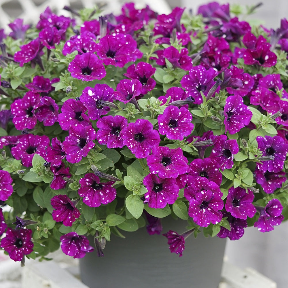 Petunia royal sky - 3 Pétunias Royal Sky - Pétunias