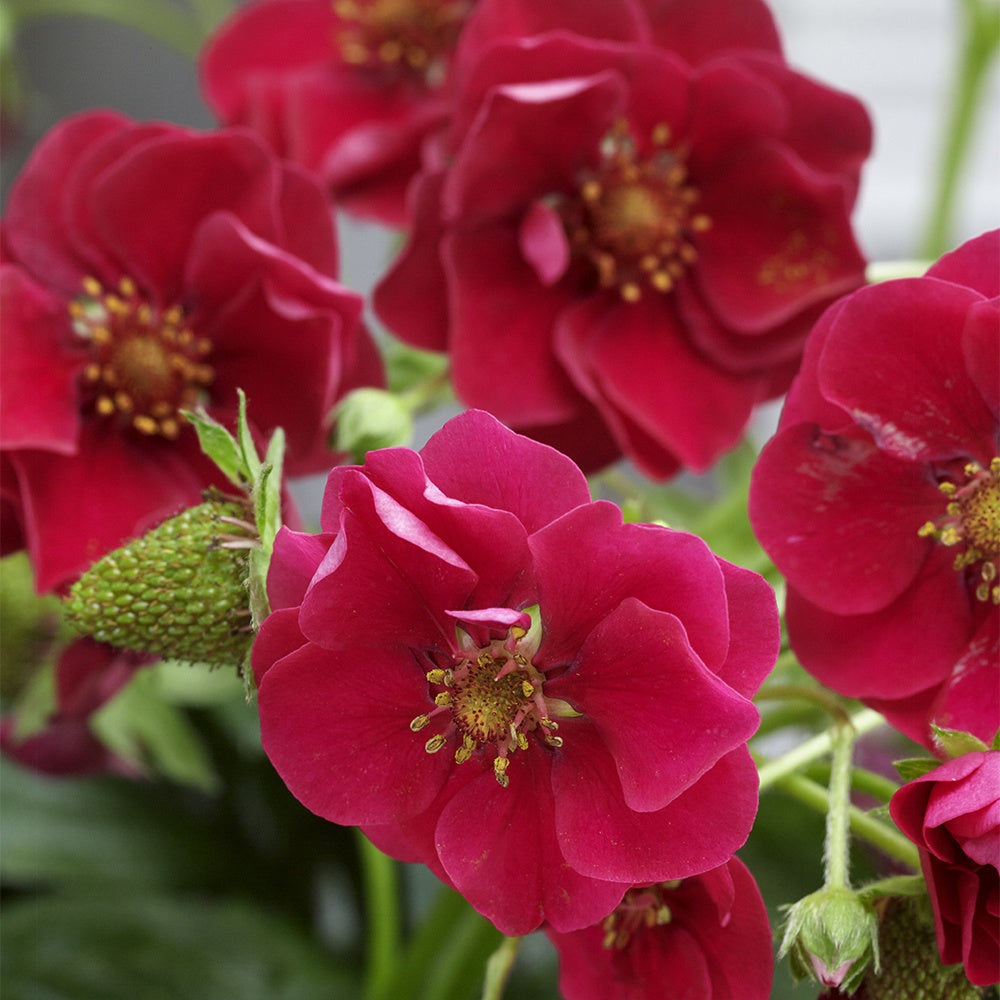 3 Fraisiers Summer Breeze - Fragaria summer breeze®  rose - Willemse