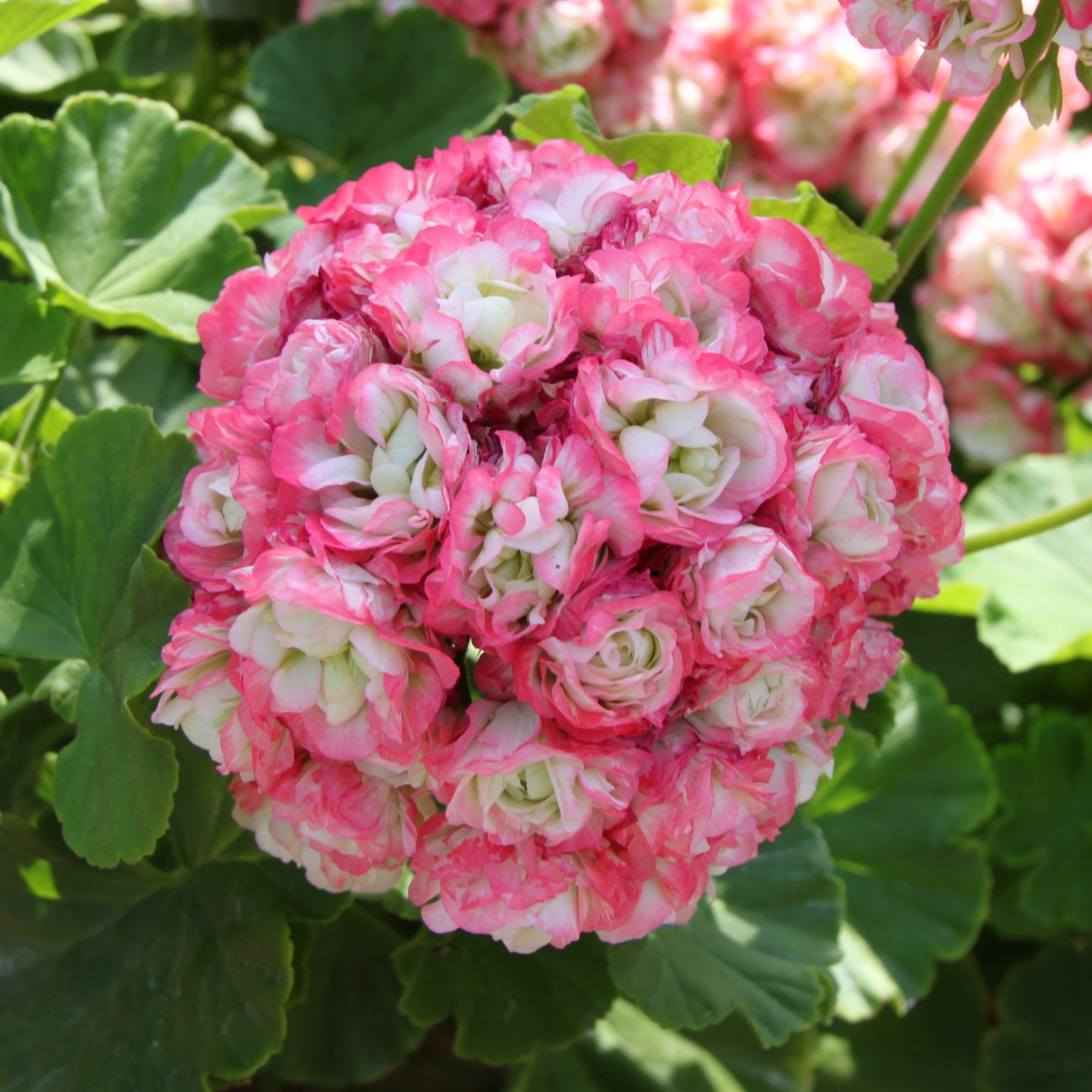 3 Géraniums rose abricot - Willemse