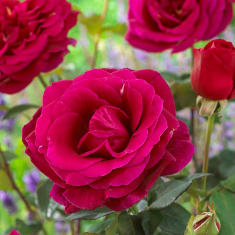 Rosier Oklahoma - Rosa oklahoma - Willemse