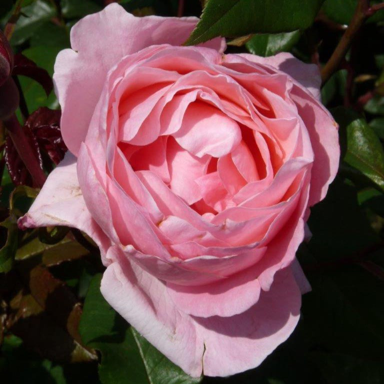 Rosa Queen Elisabeth - Rosier Queen Elisabeth - Rosiers arbustifs