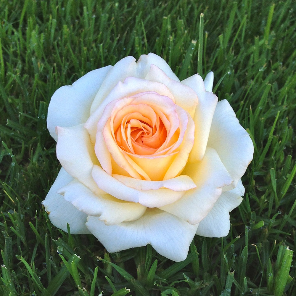 Rosier Anastasia® - Willemse