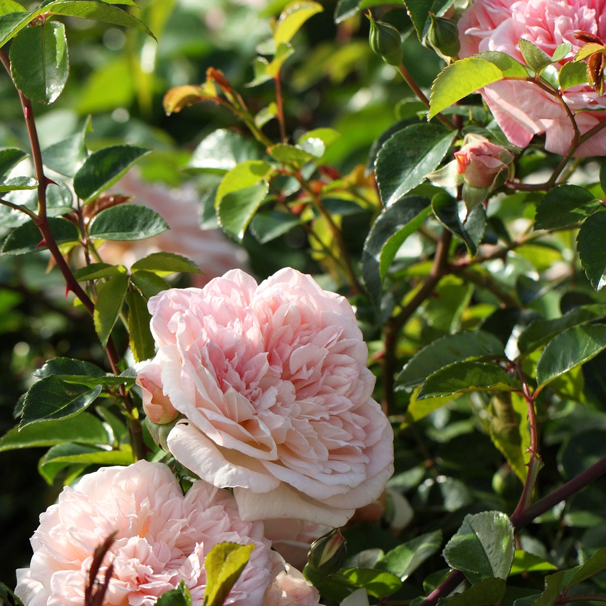 Rosier grimpant Gloire de Dijon - Rosa grimpant gloire de dijon - Willemse