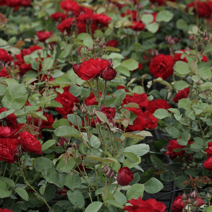 Rosier Lili Marlène, Rosier Lilli Marleen - Willemse