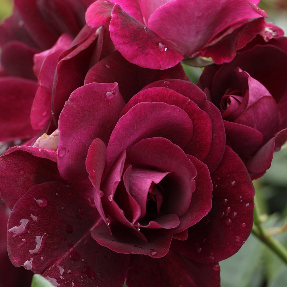 Rosier Burgundy Ice ® - Willemse
