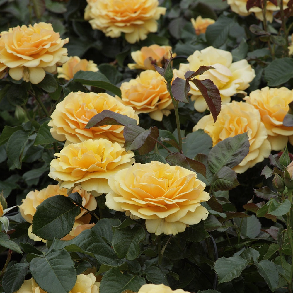 Rosier Amber Queen ® - Willemse
