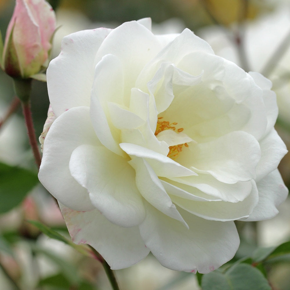 Rosier grimpant Fée des Neiges Grimpant ® - Willemse