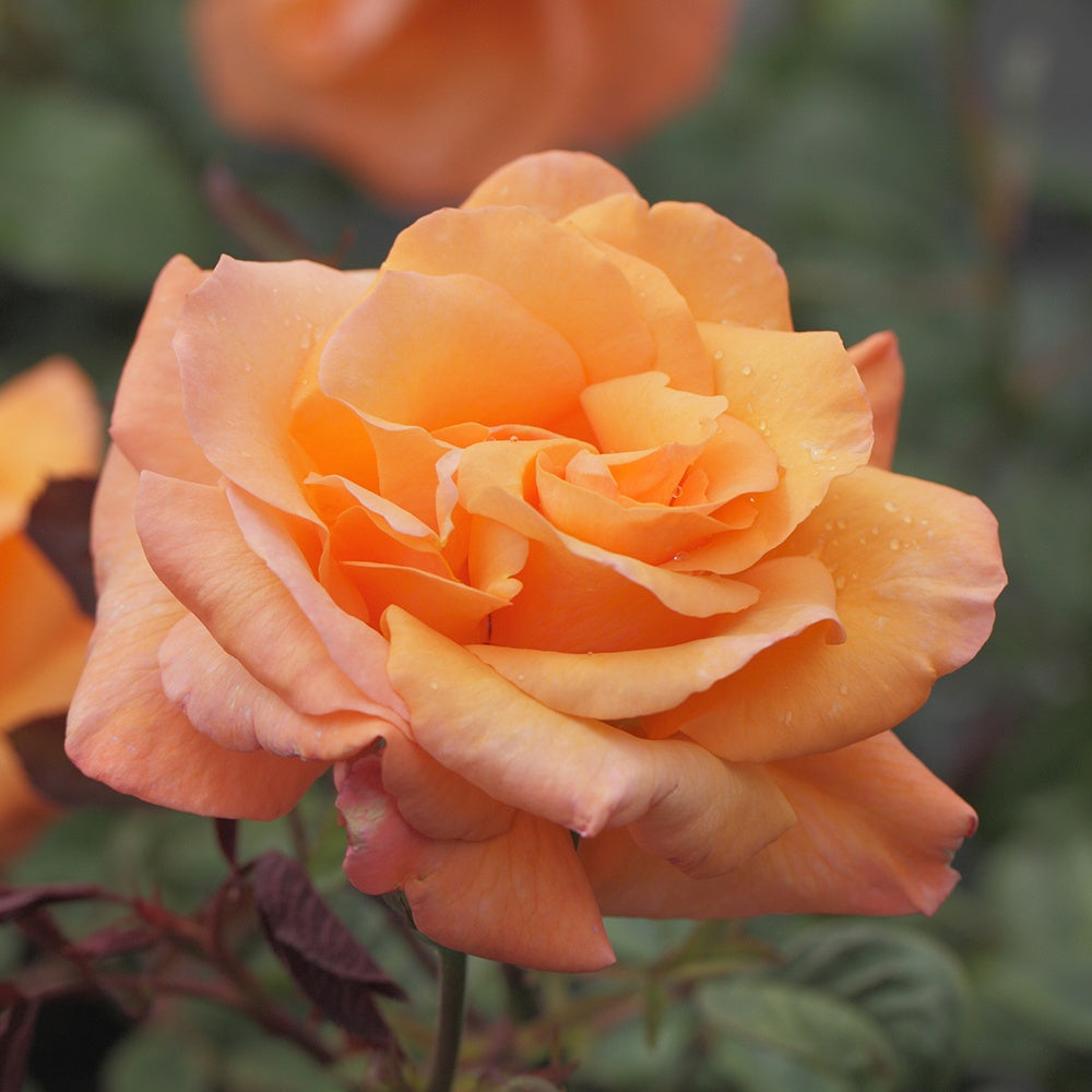 Rosier grimpant Orange Climber - Rosa orange climber - Plantes