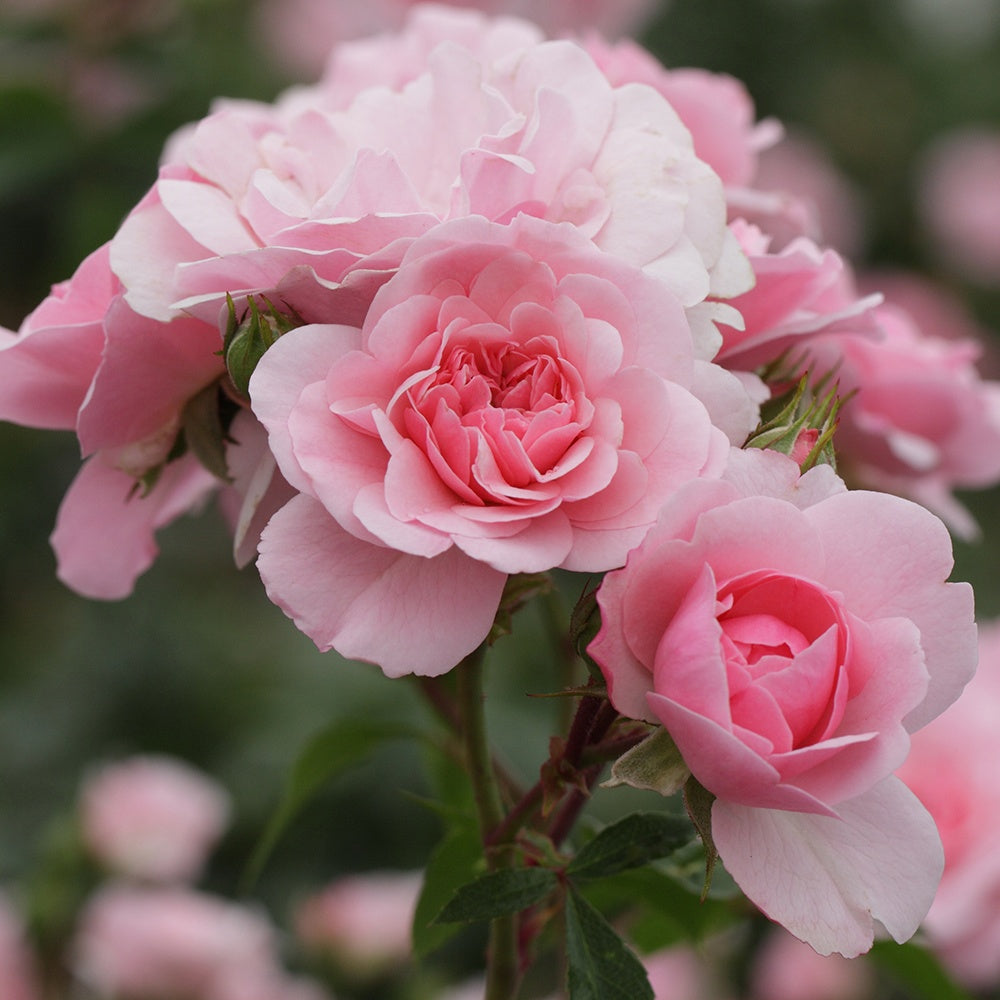 Rosier Bonica 82® - Rosa Bonica 82 ® - Plantes