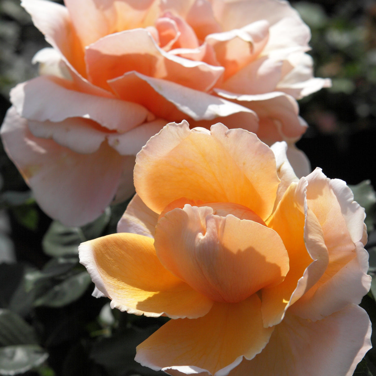 Rosier Just Joey ® - Rosa just joey ® - Willemse