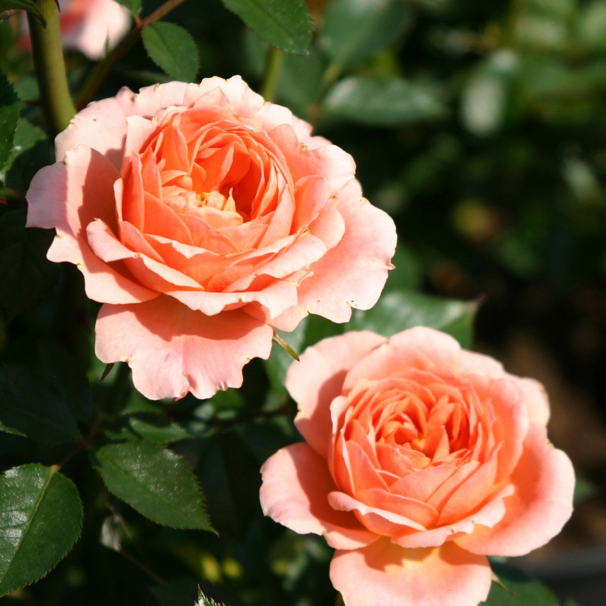 Rosier Sweet Dream ® - Rosa sweet dream ® - Willemse