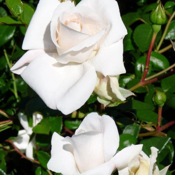 Rosier grimpant White New Dawn - Willemse