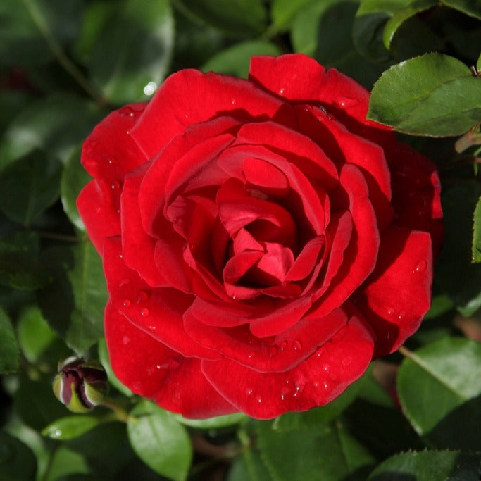 Vente Collection de 3 Rosiers grimpants : Ronsard, Golden Gate, Santana - Rosa 'golden gate', 'santana', 'ronsard'