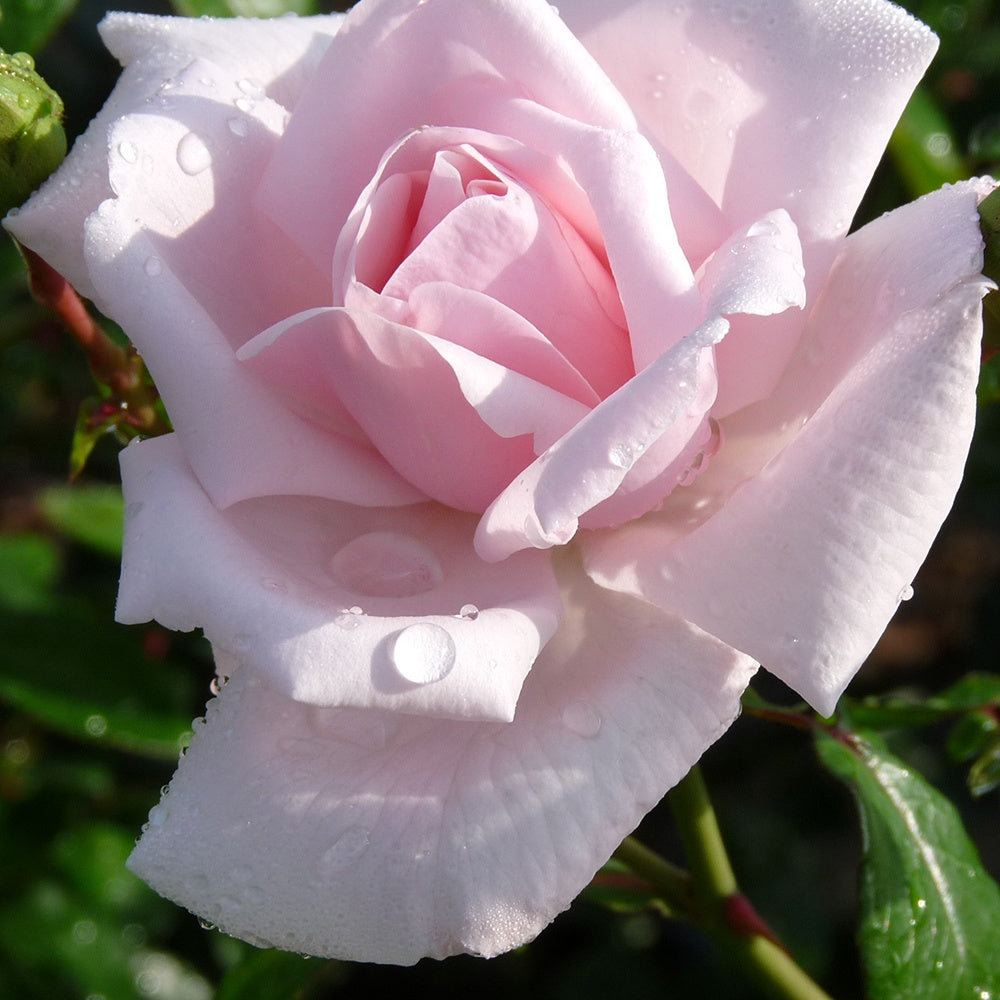 Rosier grimpant New Dawn - Willemse