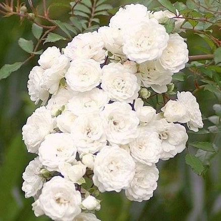 Rosier  Crystal Fairy ® - Willemse