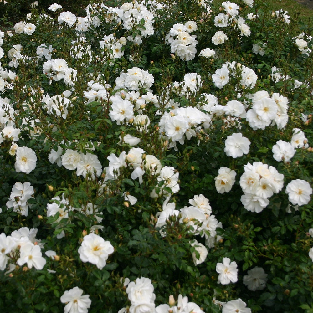 Rosier Diamant ® - Willemse