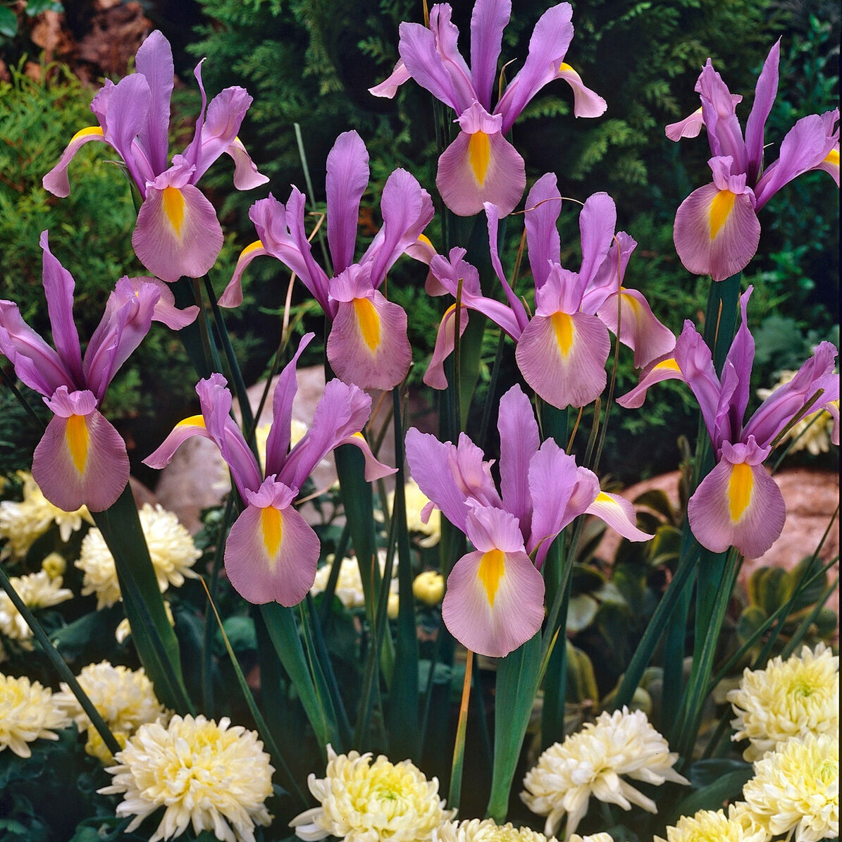 10 Iris de Hollande King Mauve - Willemse