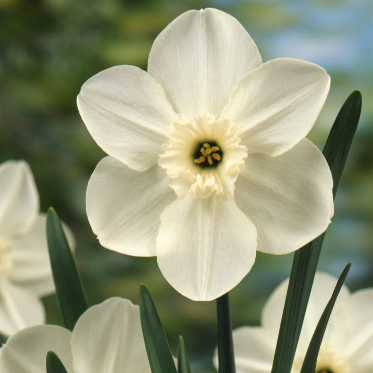 5 Mini-narcisses Princess Zaide - Narcissus 'princess zaide' - Willemse