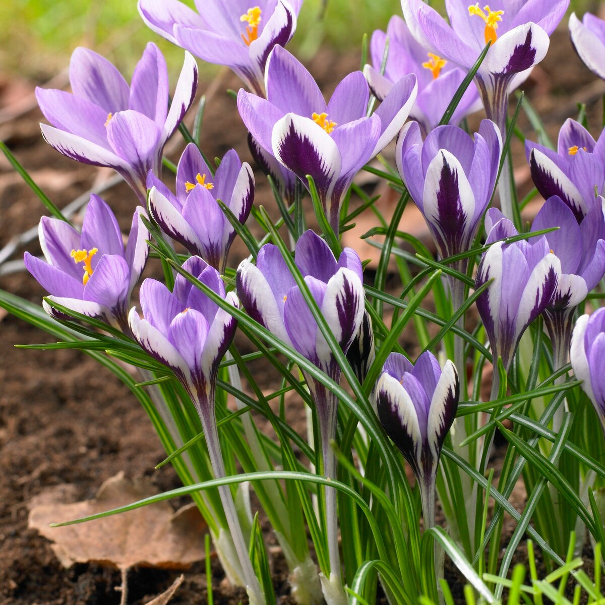 10 Crocus Spring Beauty - Willemse